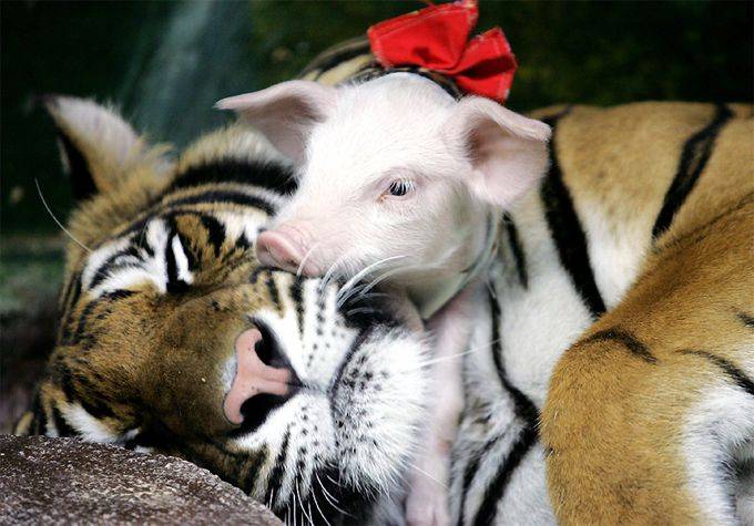 Tigres e Porkinhos (2)